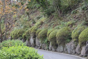 20161014　センニンソウ(仙人草)の花 (4)